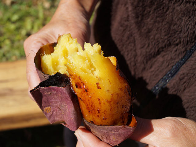 平郡島のサツマイモ